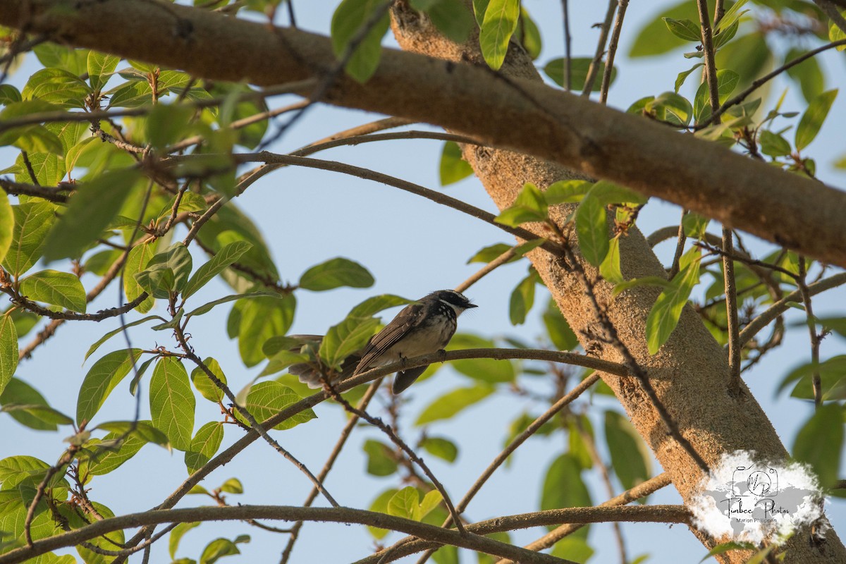 Spot-breasted/White-browed Fantail - ML631150290