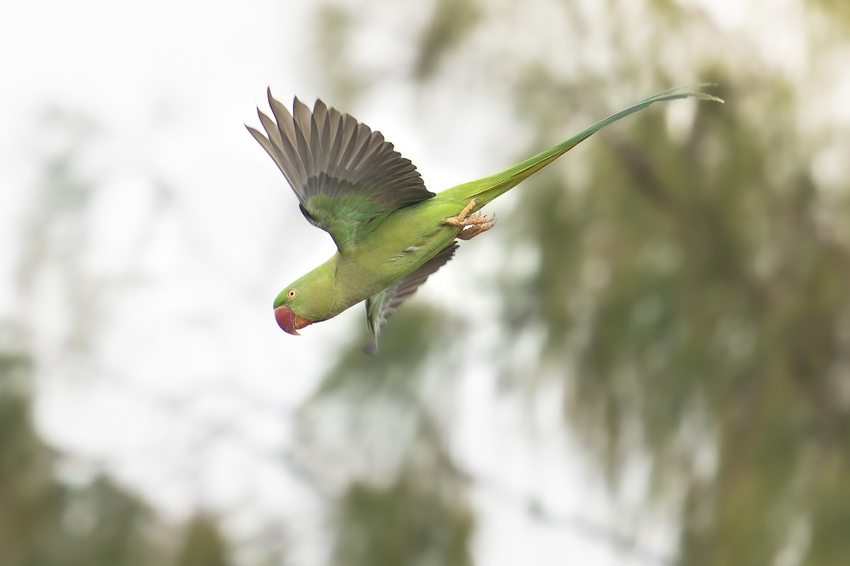 Alexandrine Parakeet - ML631150361