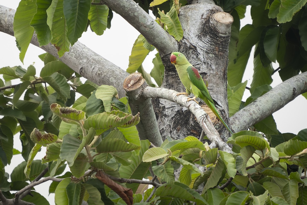 Alexandrine Parakeet - ML631150365