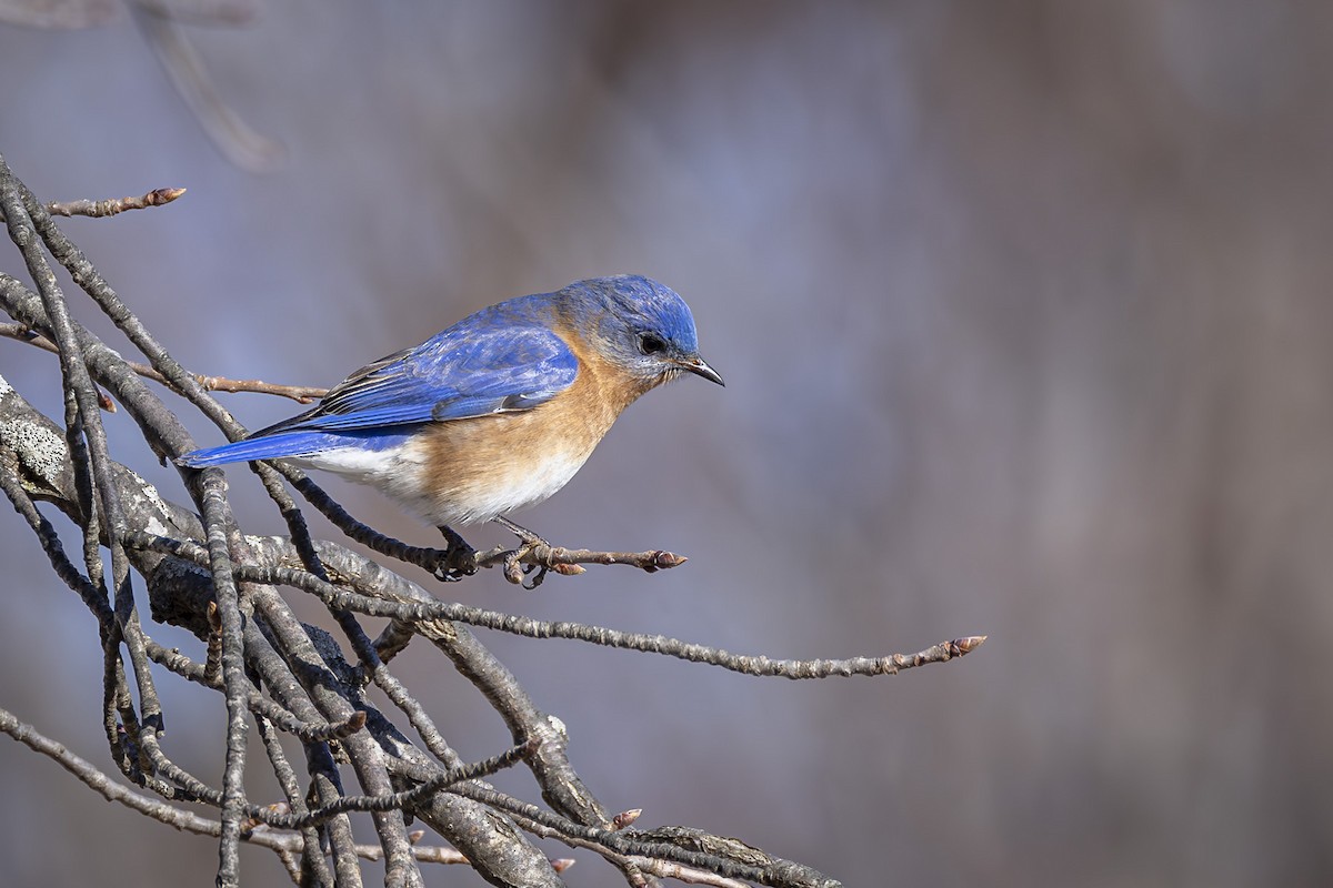 Eastern Bluebird - ML631150377