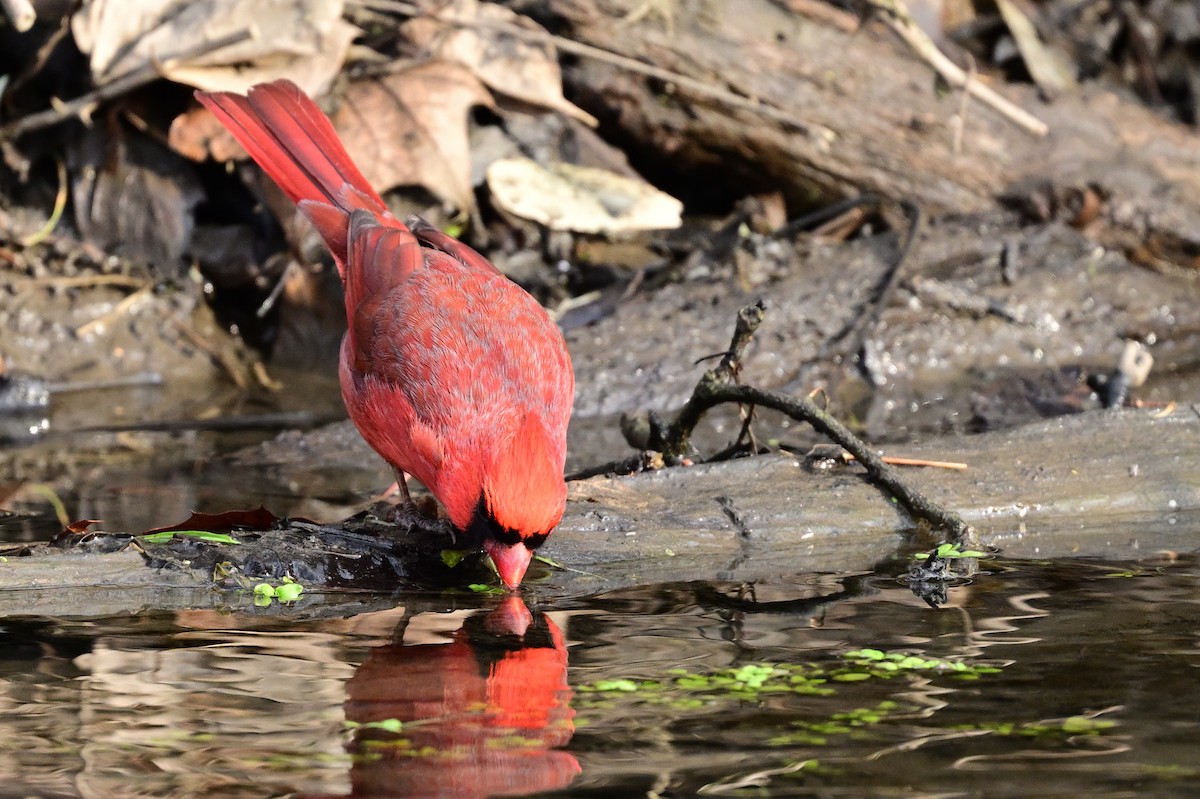 Northern Cardinal - ML631150533