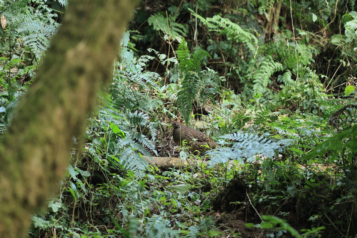 Blyth's Tragopan - ML631150581