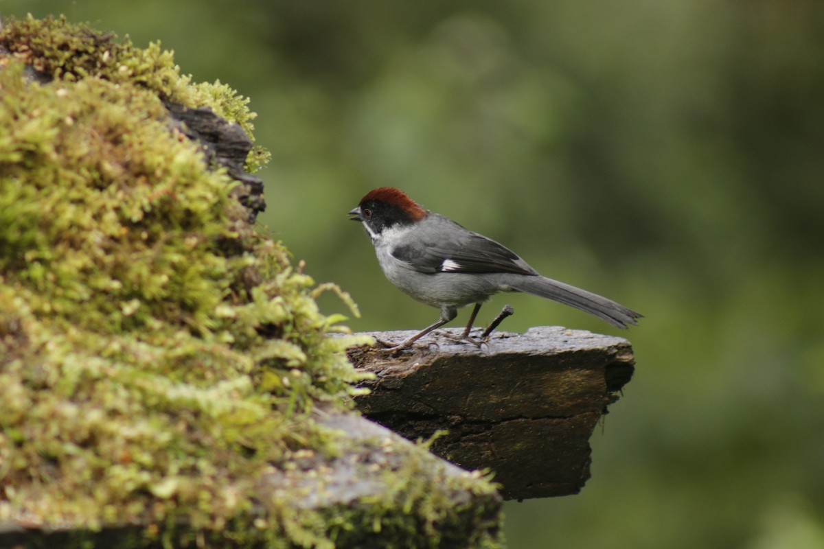 Northern Slaty Brushfinch - ML631150603