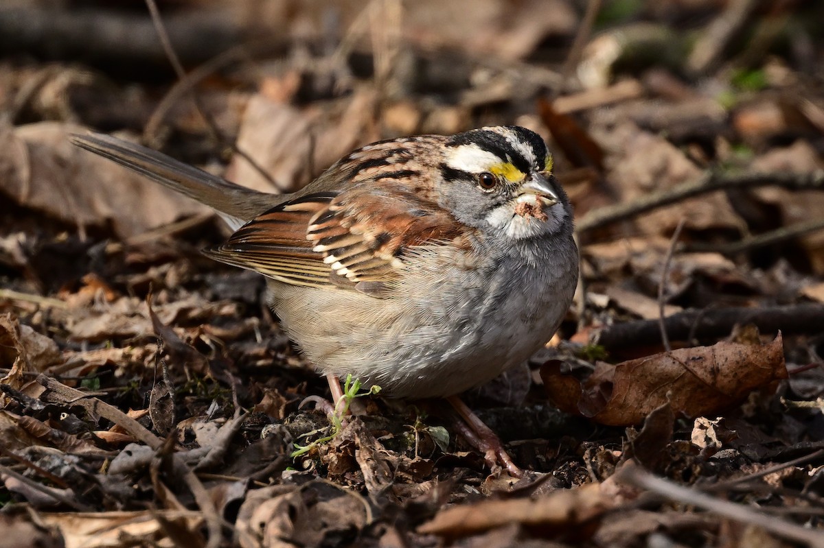 White-throated Sparrow - ML631150621