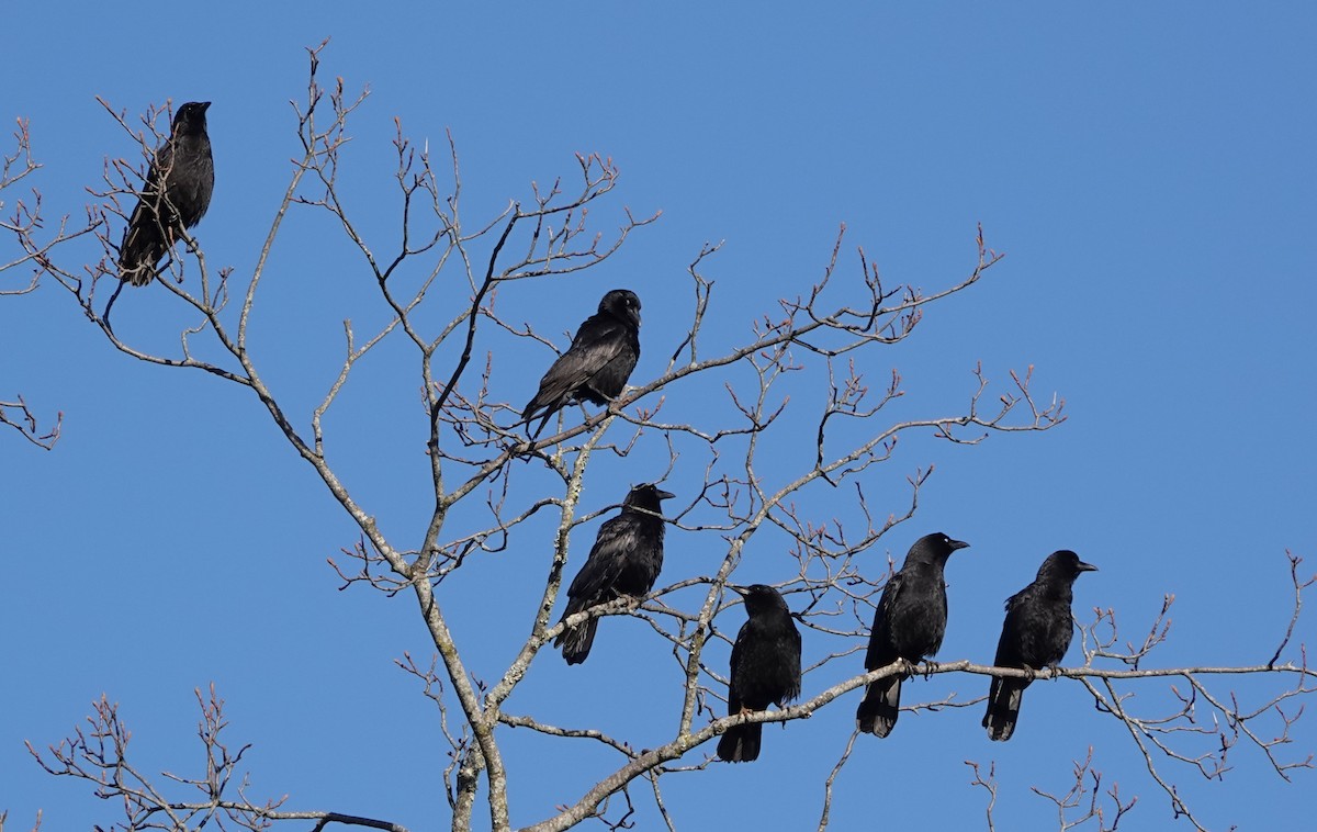 American Crow - ML631150675