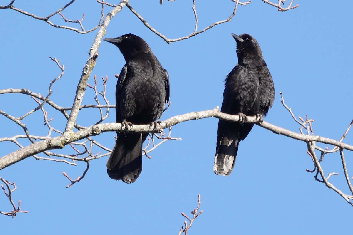 American Crow - ML631150676