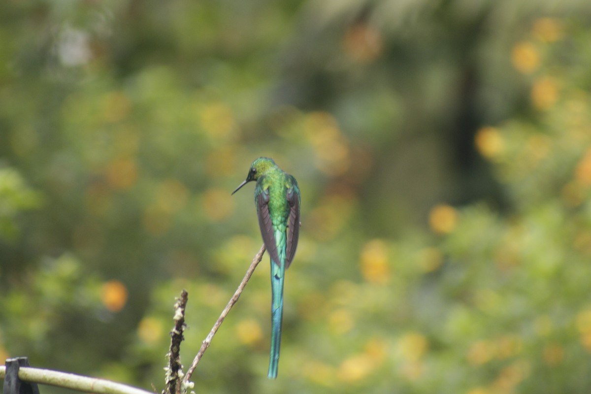 Long-tailed Sylph - ML631150681