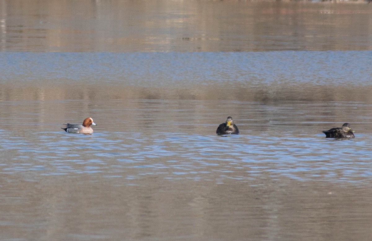 Зээрд нугас - ML631150727