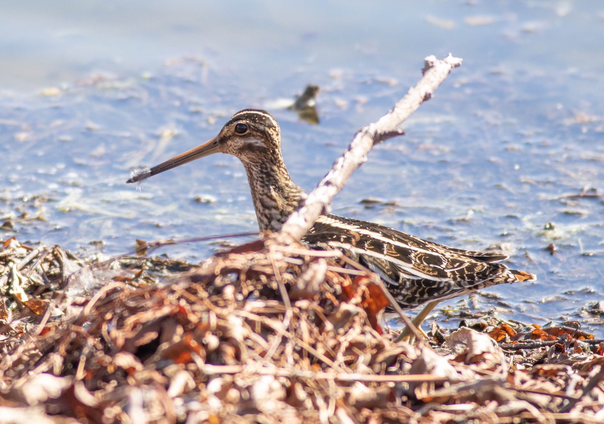 Wilson's Snipe - ML631150744