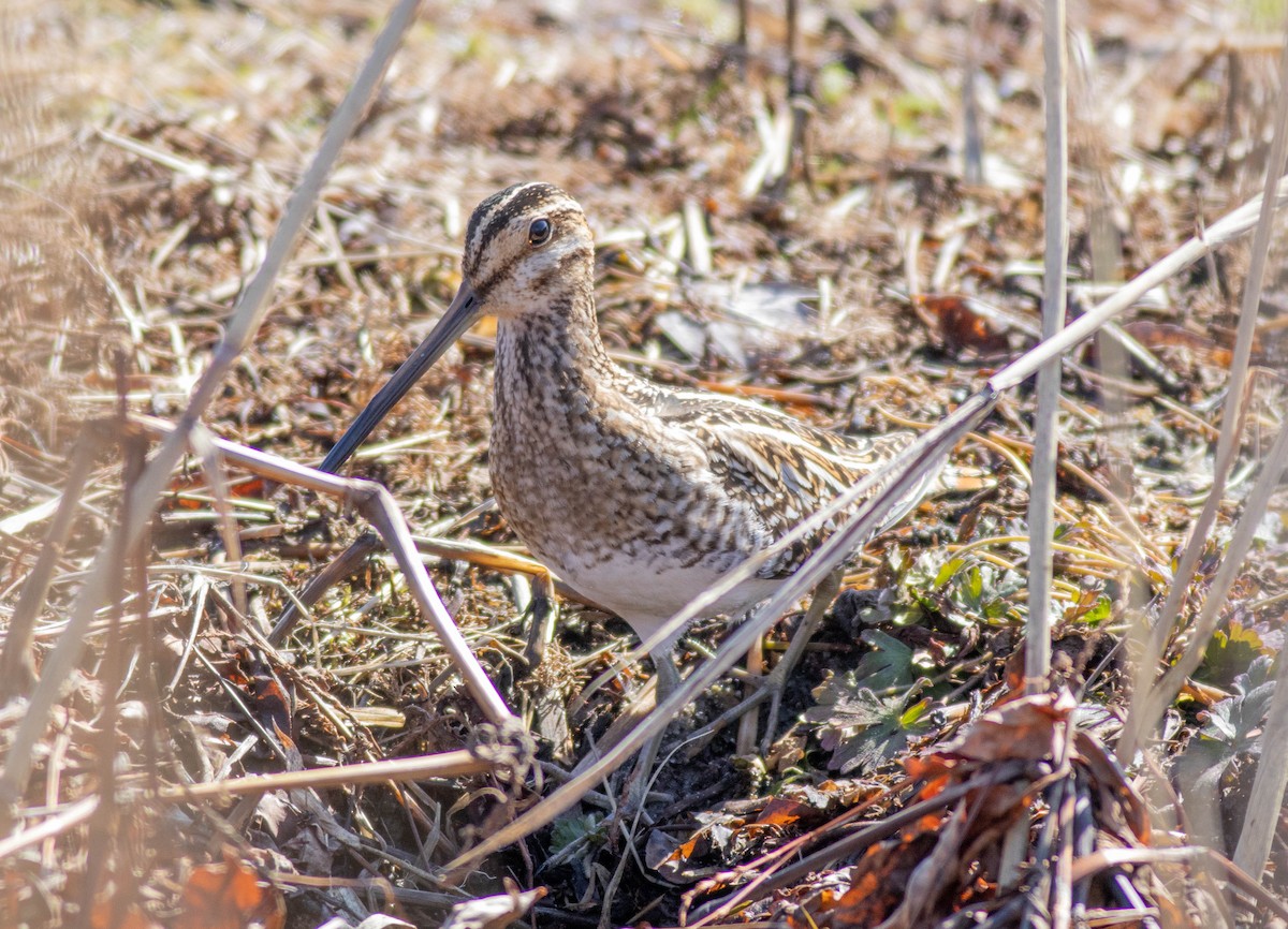 Wilson's Snipe - ML631150745