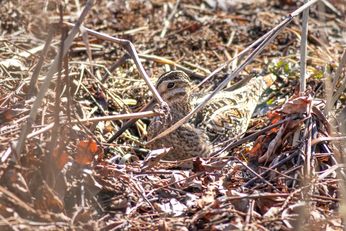 Wilson's Snipe - ML631150746