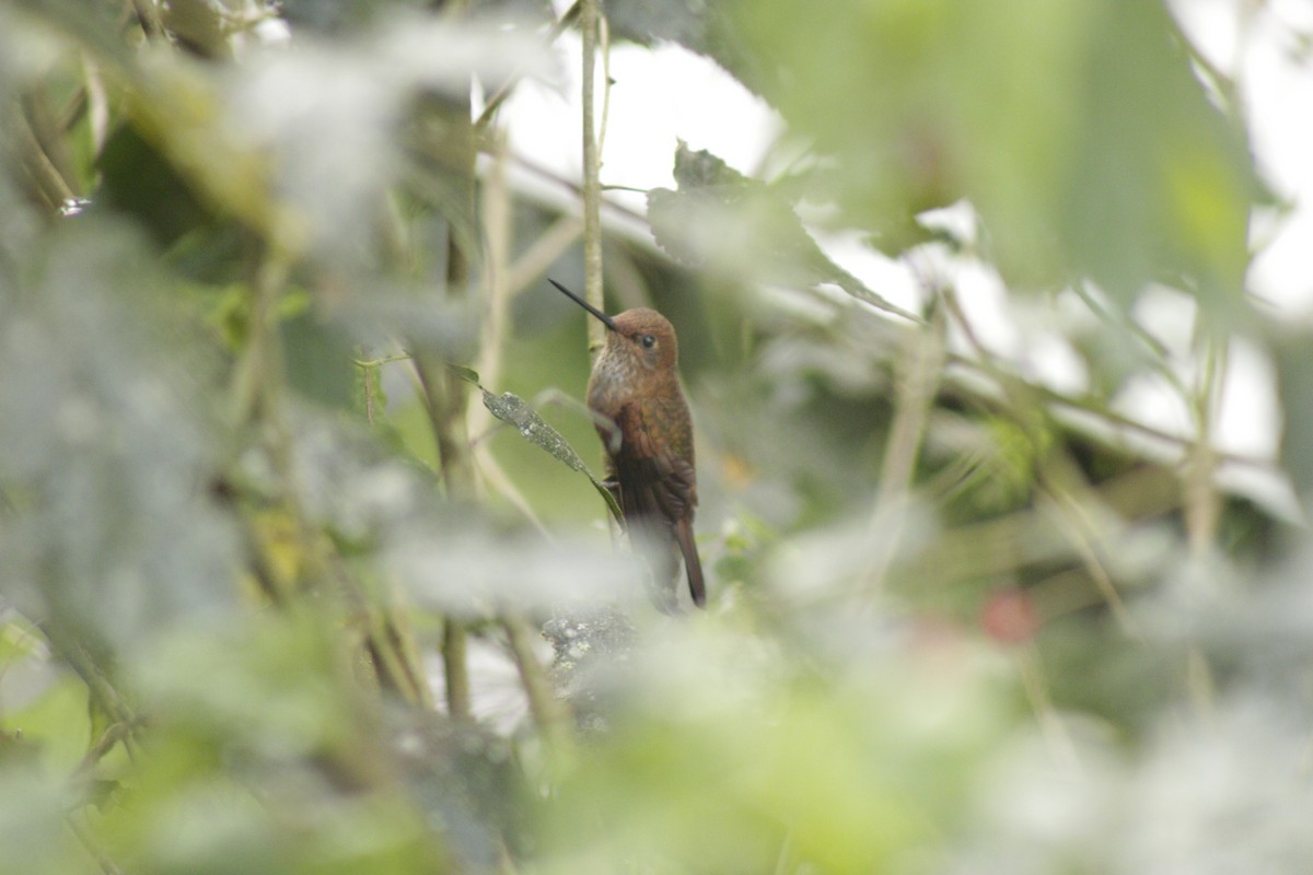 Bronzy Inca - ML631150749