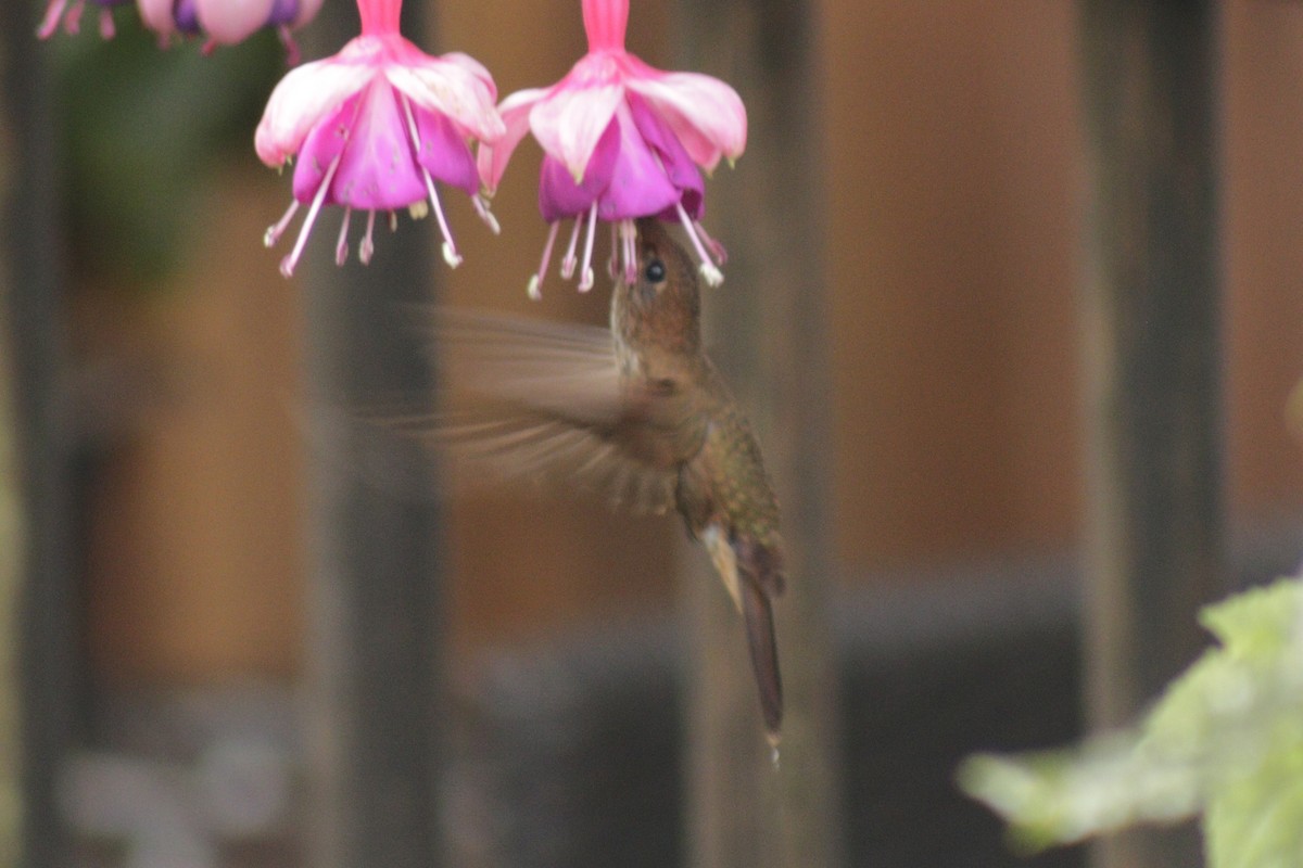 Bronzy Inca - ML631150811