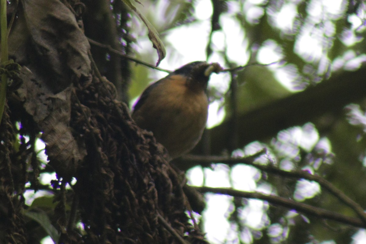 Black-eared Hemispingus - ML631150826