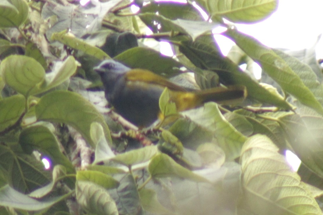 Blue-capped Tanager - ML631150832