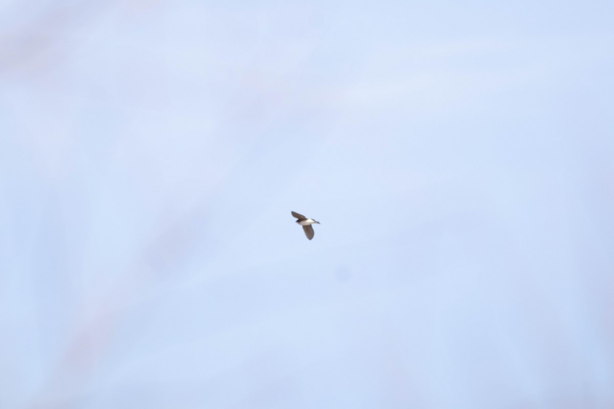 Tree Swallow - ML631150889