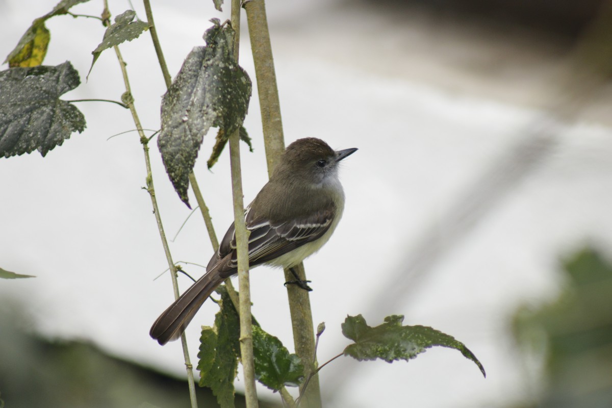 Pale-edged Flycatcher - ML631150981