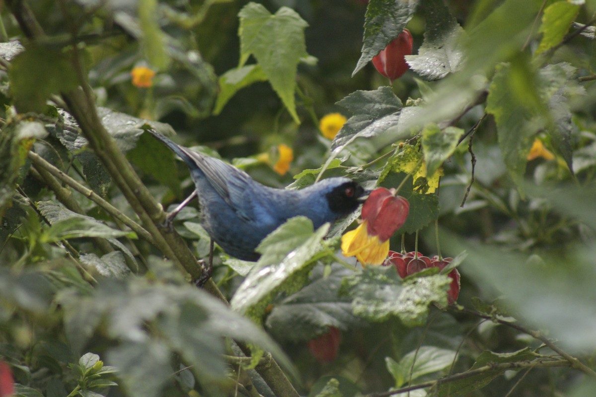 Masked Flowerpiercer - ML631151015