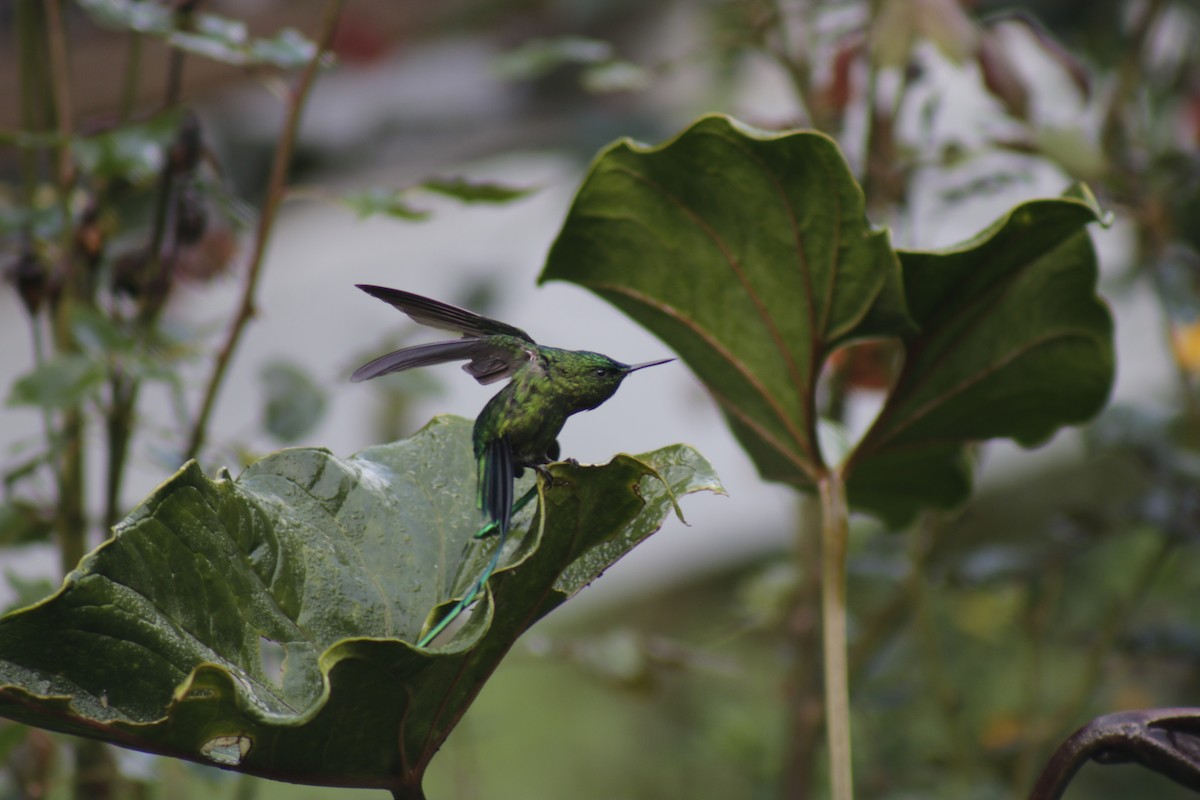 Long-tailed Sylph - ML631151106