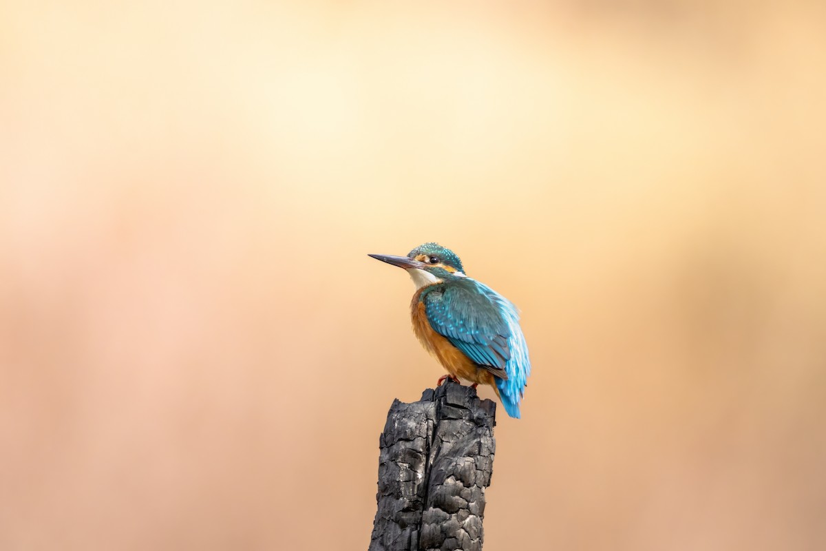 ledňáček říční - ML631151180