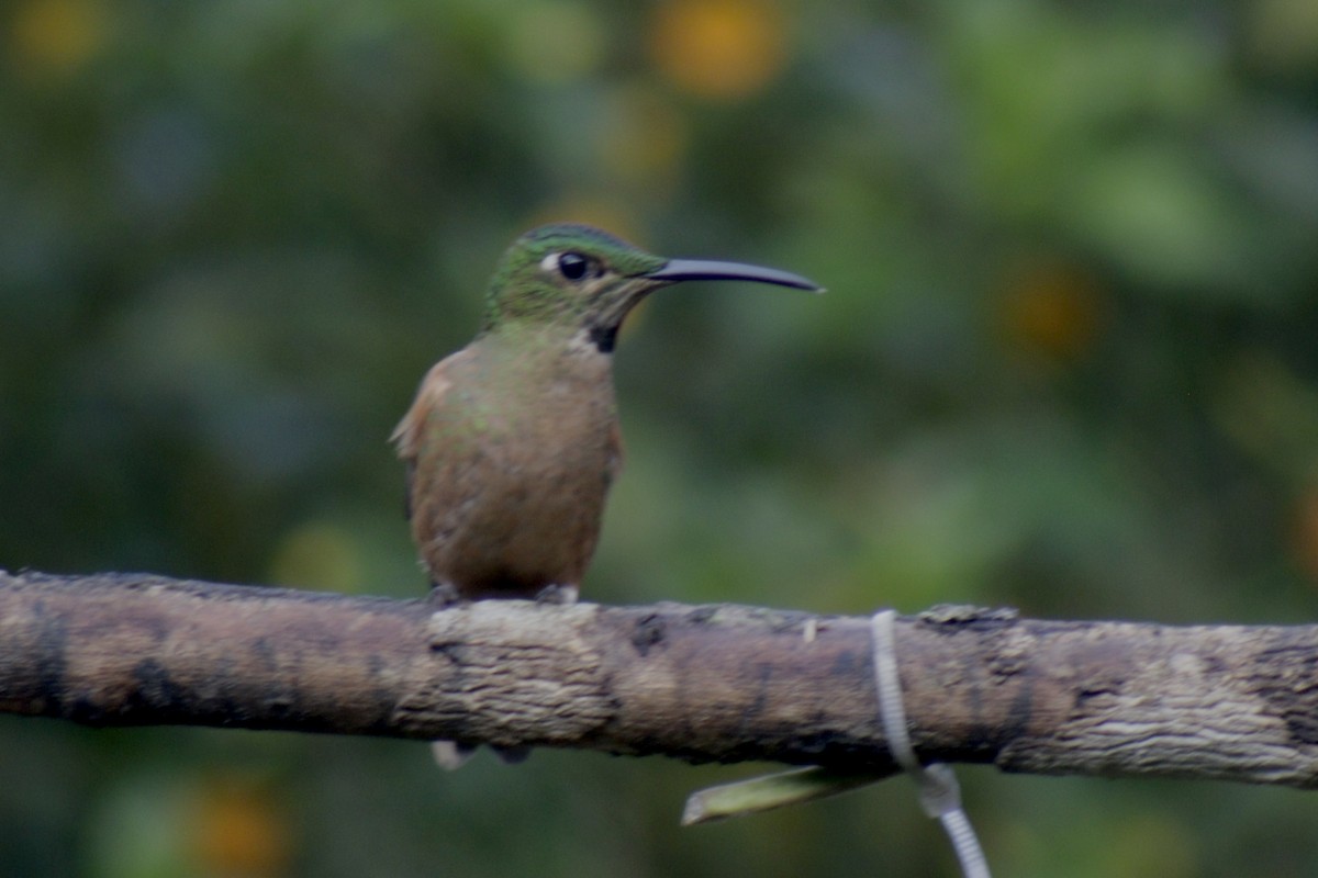 Fawn-breasted Brilliant - ML631151224