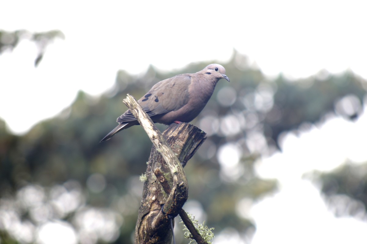 Eared Dove - ML631151299