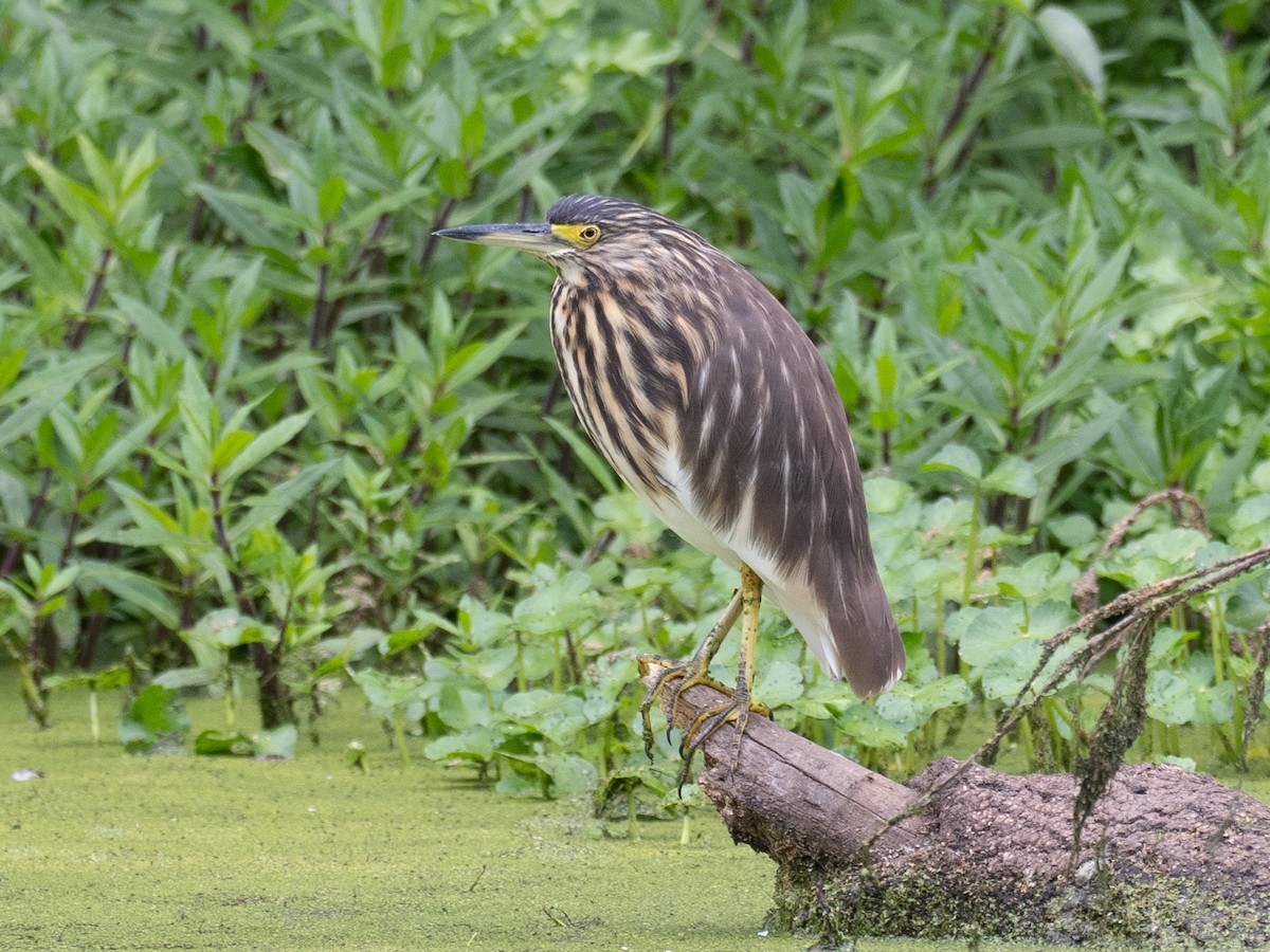 Malagasy Pond-Heron - ML631151312