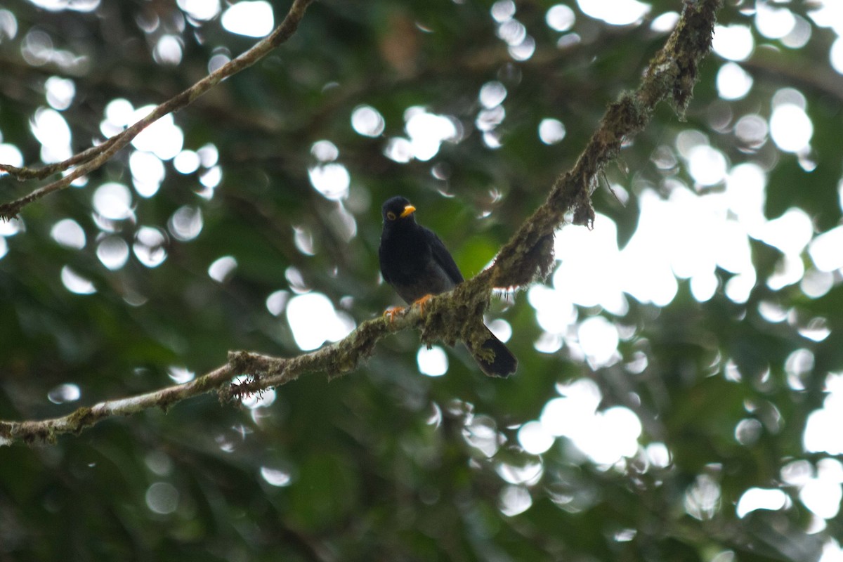 Yellow-legged Thrush - ML631151558