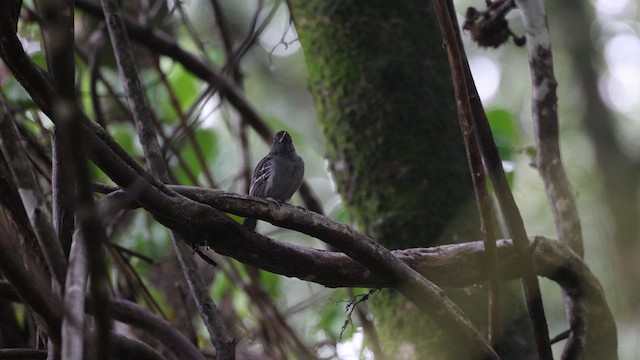 Blackish-gray Antshrike - ML631151616