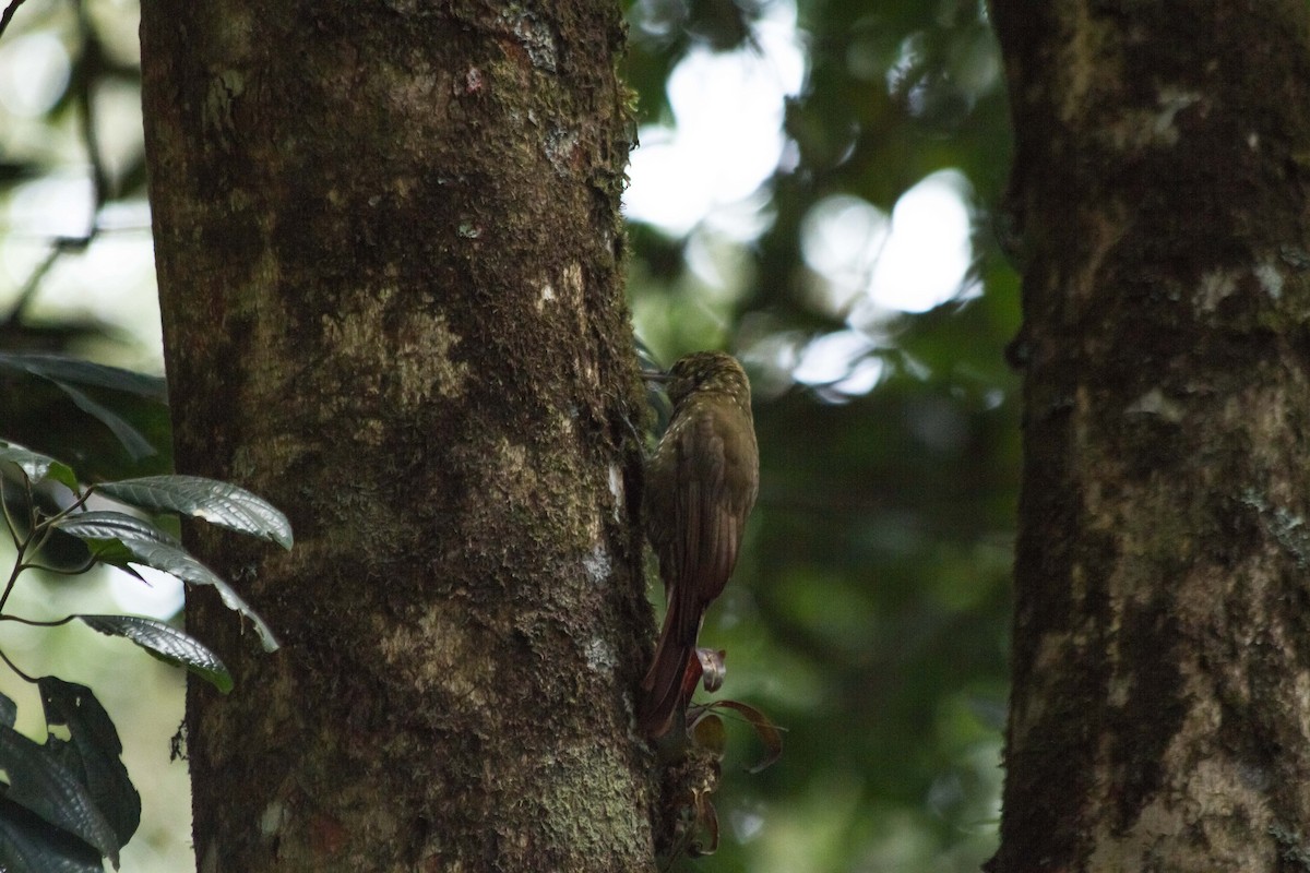 Olive-backed Woodcreeper - ML631151753
