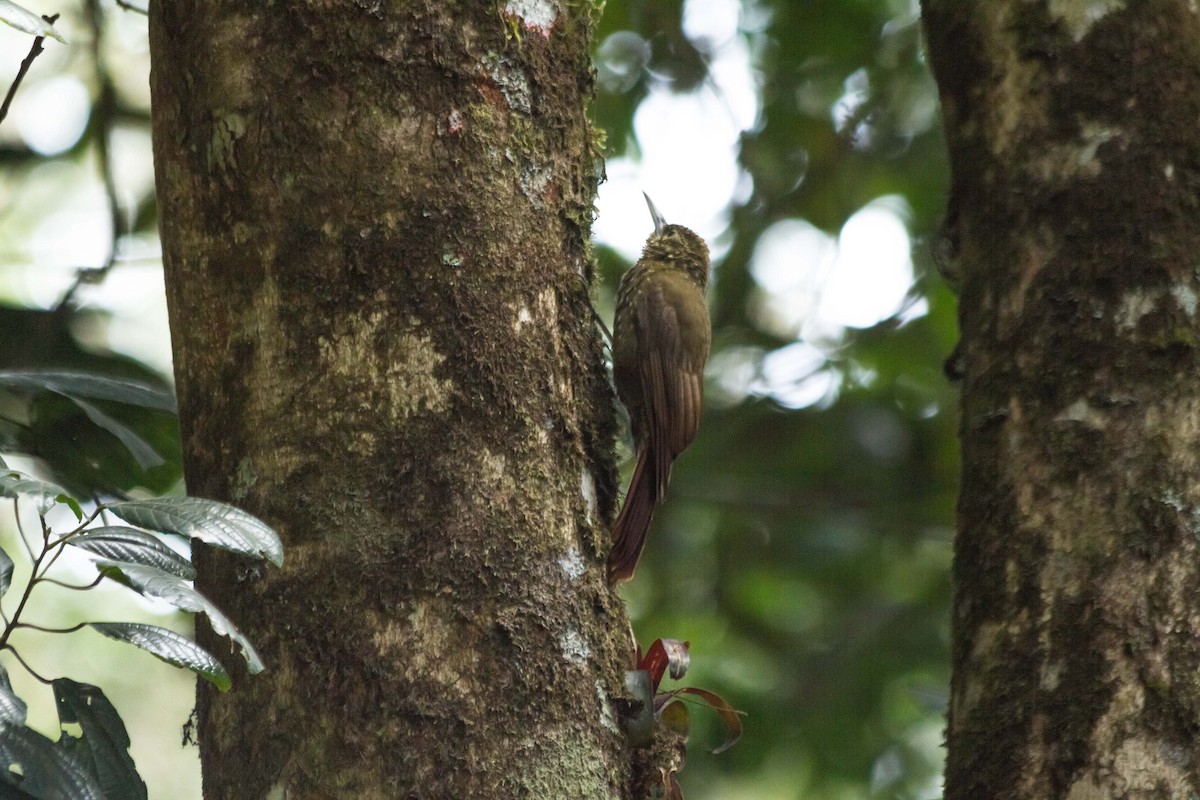 Olive-backed Woodcreeper - ML631151754