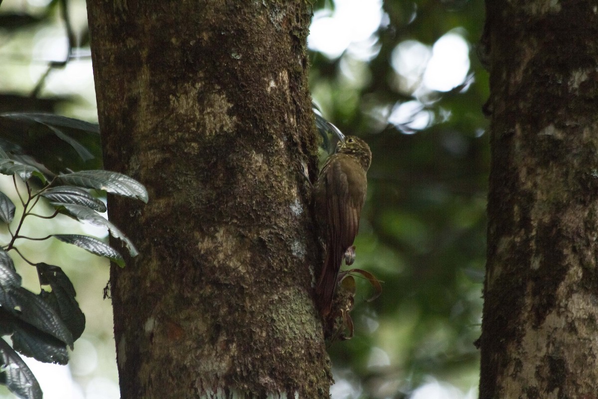 Olive-backed Woodcreeper - ML631151755