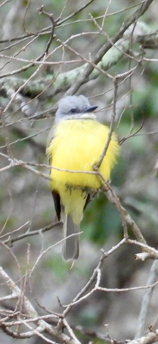 Couch's Kingbird - ML631151794