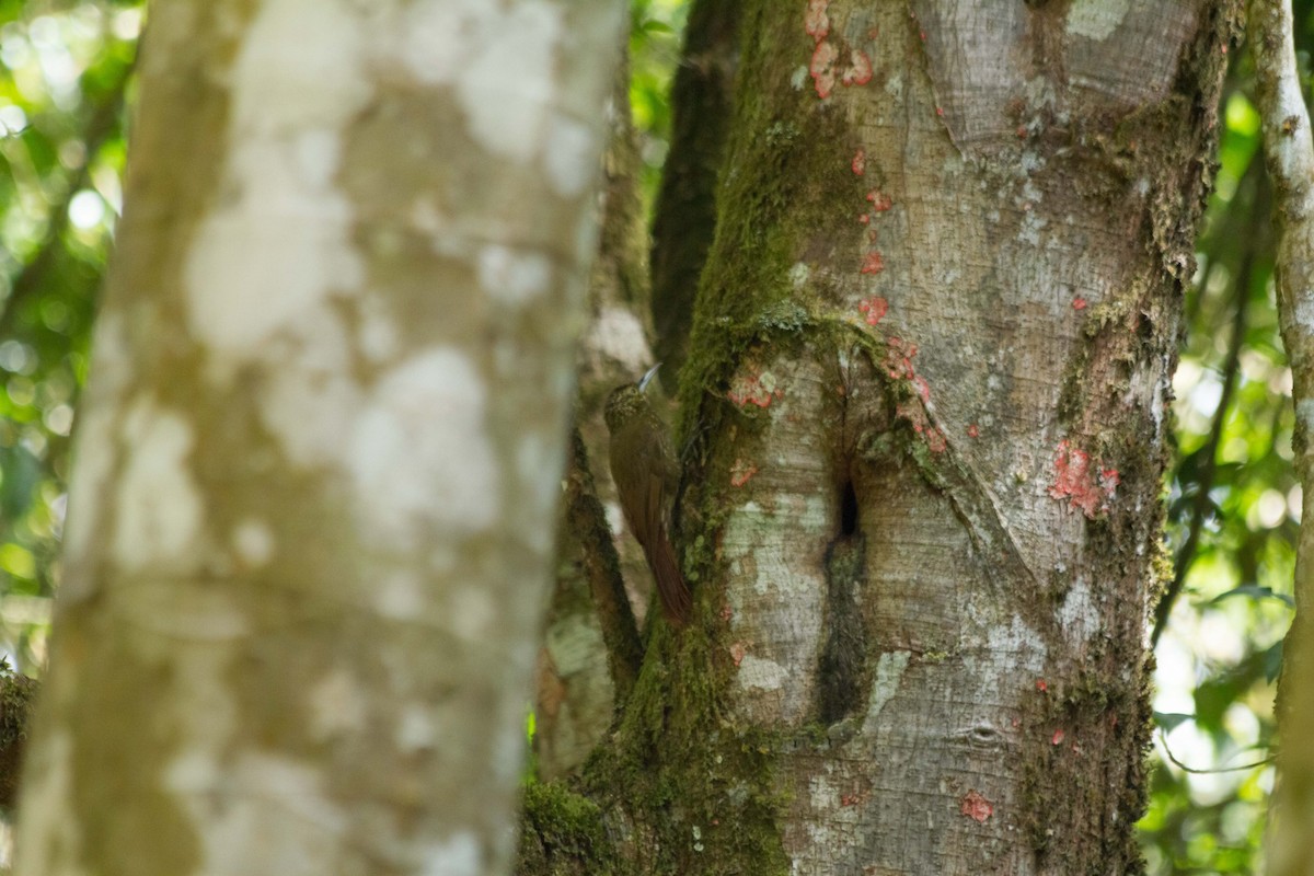 Olive-backed Woodcreeper - ML631151811