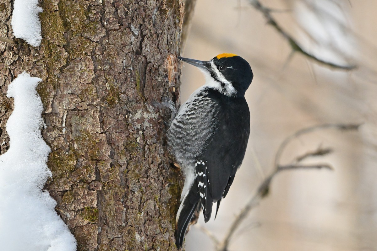 Black-backed Woodpecker - ML631151954