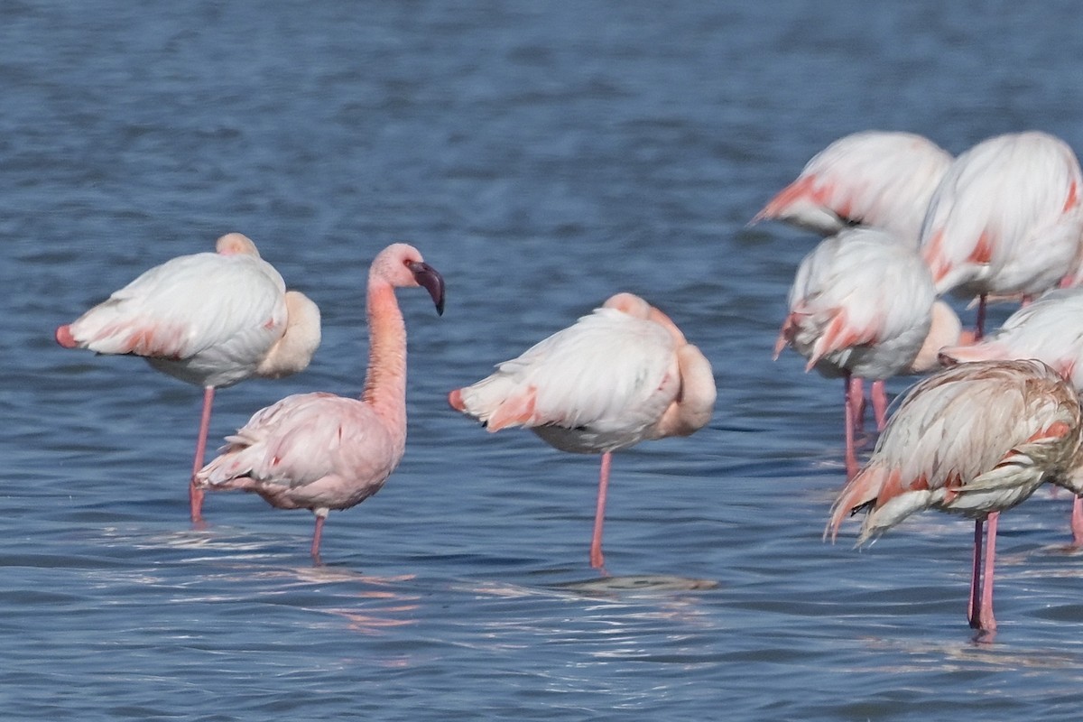 Lesser Flamingo - ML631152038