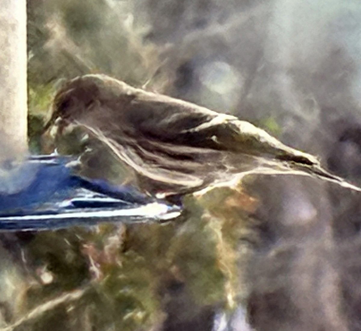 Pine Siskin - ML631152093
