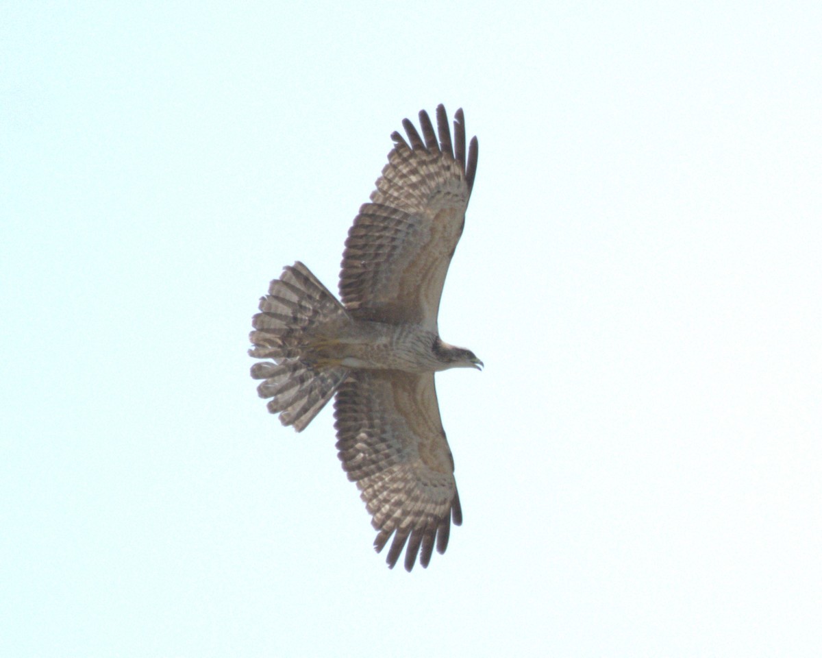 Oriental Honey-buzzard (Northern) - ML631152200