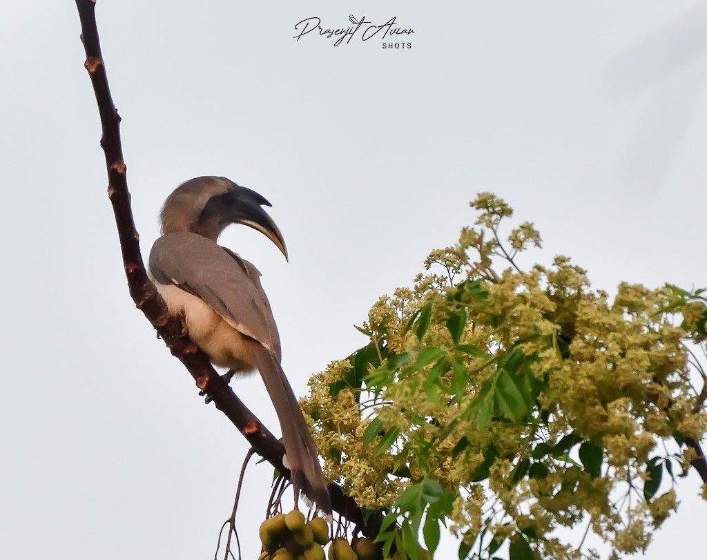 Indian Gray Hornbill - ML631152209