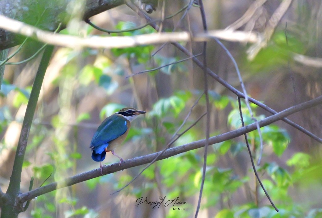 Indian Pitta - ML631152215