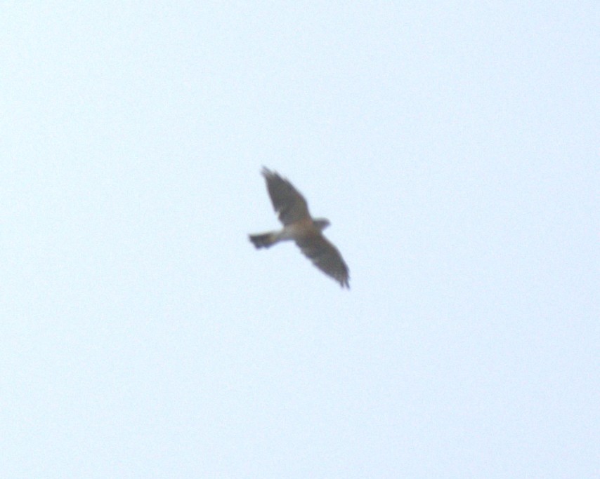 Japanese Sparrowhawk - ML631152222