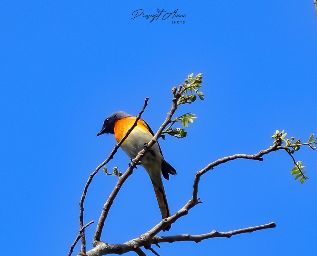 Small Minivet - ML631152223