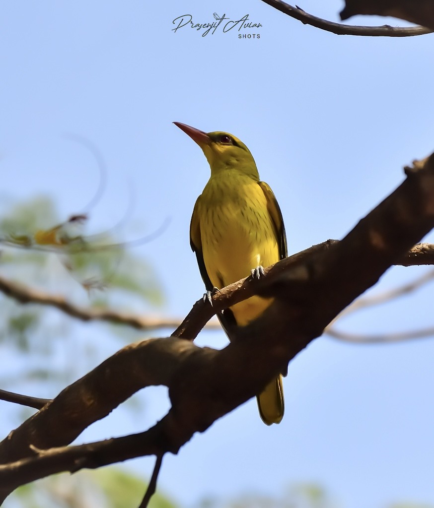 Indian Golden Oriole - ML631152235