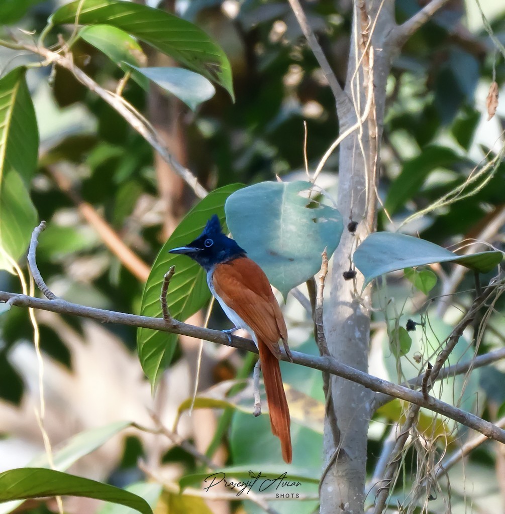 Indian Paradise-Flycatcher - ML631152241