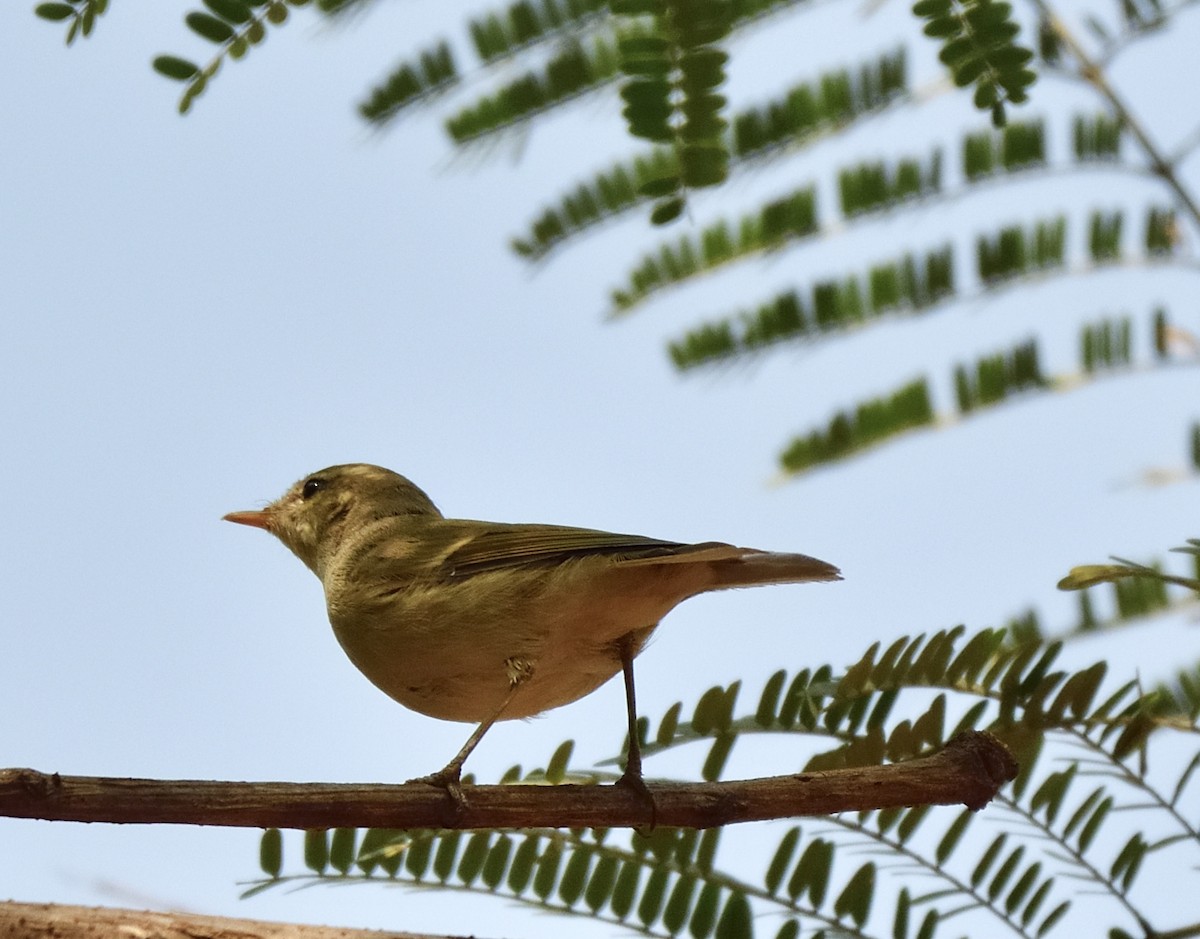 Greenish Warbler - ML631152255