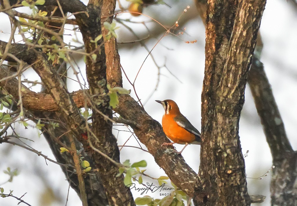 Orange-headed Thrush - ML631152263