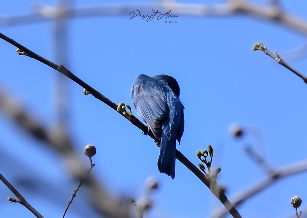 Verditer Flycatcher - ML631152274
