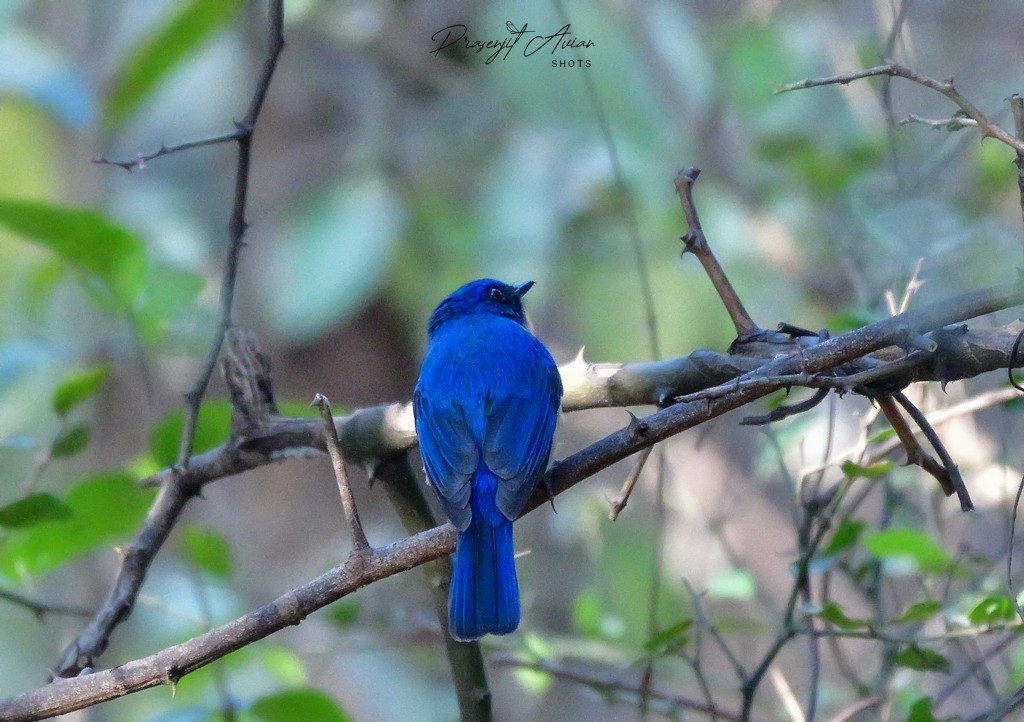 Tickell's Blue Flycatcher - ML631152283