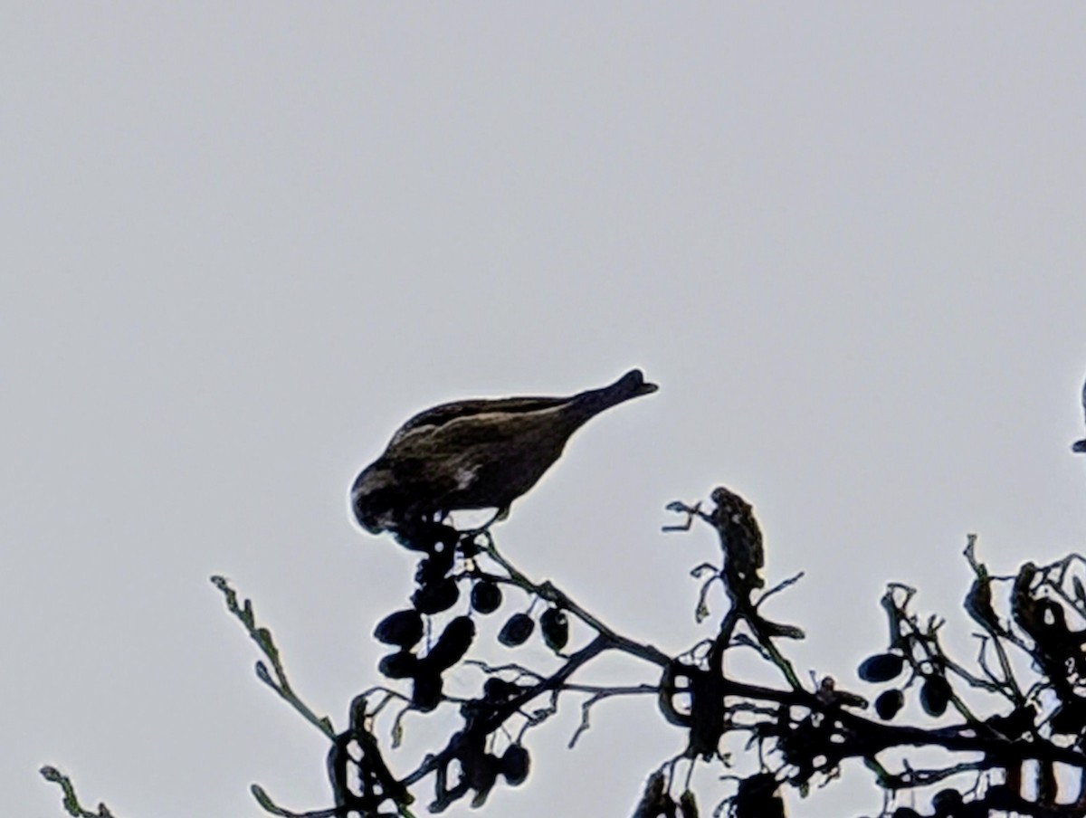 Щегол - ML631152288