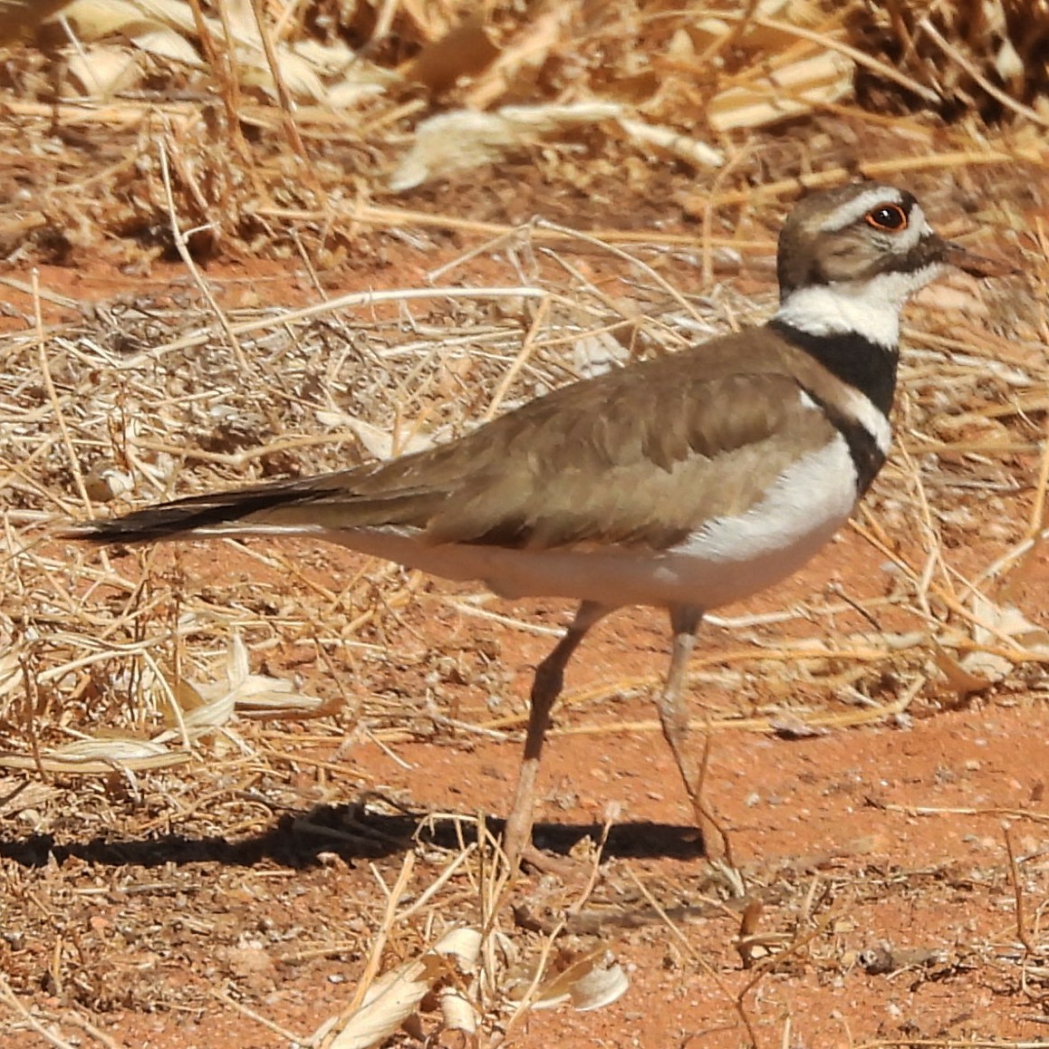 Killdeer - ML631152343